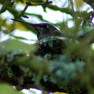 Hummingbirdnest Thumb